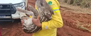 Filhote de anta resgatada com perna quebrada no interior de SP recupera peso e ganha nome