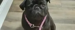 Fam�lias pagaram para matar pets doentes, mas cl�nica manteve animais vivos por meses