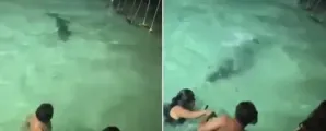 Turistas fogem de crocodilo em banho noturno em Belize