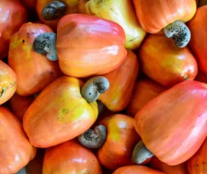 Caju une sabor, sa�de e versatilidade na alimenta��o di�ria