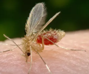 Leishmaniose: entenda o que � a doen�a e como se proteger do quadro