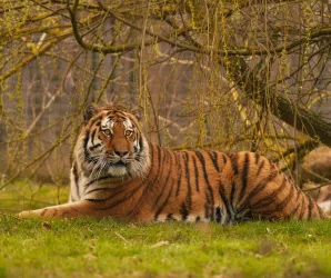 Tigre calmo mata homem em parque de Yorkshire no Reino Unido, revela reportagem