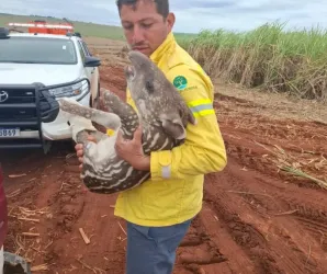 Filhote de anta resgatada com perna quebrada no interior de SP recupera peso e ganha nome