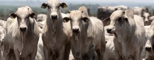 Pre�o do boi gordo perde for�a antes do Dia das M�es e mercado aponta acomoda��o da arroba