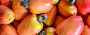 Caju une sabor, sa�de e versatilidade na alimenta��o di�ria