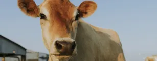 Tecnologia de biometria bovina chega ao Brasil com foco em rastreabilidade e seguran�a no campo
