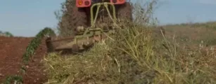Manejo correto da planta de cobertura na entressafra faz toda a diferen�a no pr�ximo ciclo