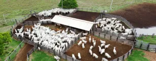 Confinamento bovino em MT deve crescer 55% em 2026, aponta proje��o do Imea