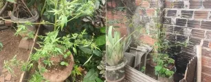 Den�ncia de viol�ncia dom�stica leva � pris�o de homem e apreens�o de p�s de maconha em Mortugaba