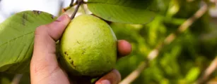 China facilita venda de polpas e frutas do Brasil em meio a briga com os EUA