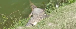 Jacar� de 2 metros � achado morto e peixes apodrecidos na Lagoa Grande de Feira de Santana