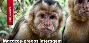 V�deo mostra macacos-prego brincando com c�mera de monitoramento em mata de Mato Grosso