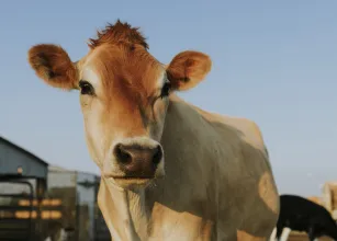 Tecnologia de biometria bovina chega ao Brasil com foco em rastreabilidade e seguran�a no campo