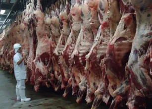 Brasil abate 10,29 milh�es de bovinos no 1� trimestre e participa��o de f�meas atinge 49,9%, aponta IBGE
