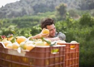 Egito e �frica do Sul dominam mercado global de laranja de mesa e ampliam press�o sobre concorrentes