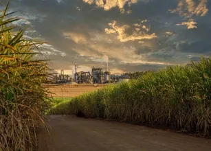 Safra 2026/27: moagem de cana desacelera, a��car recua e etanol ganha espa�o no Centro-Sul
