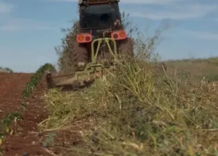 Manejo correto da planta de cobertura na entressafra faz toda a diferen�a no pr�ximo ciclo