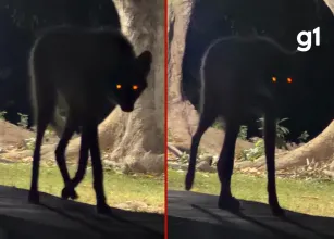 H�spede encontra loba-guar� no Pantanal de MT ao procurar sinal de Wi-Fi