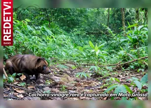 Cachorro raro com cheiro de vinagre aparece em parque em Mato Grosso