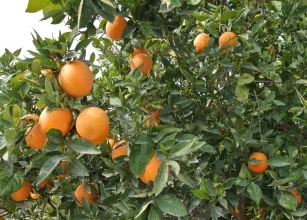 Cientistas de SP descobrem como fungo do mofo azul ataca laranjas e outras frutas