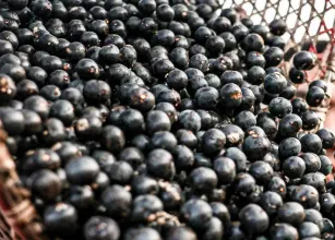 China facilita venda de polpas e frutas congeladas do Brasil