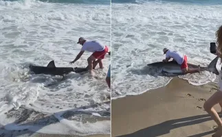 Brasileiro filma pescador que fisgou tubar�o-branco e o libertou de volta ao mar