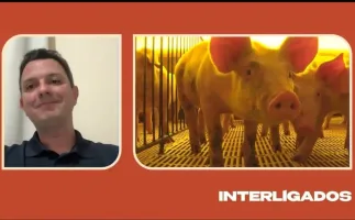 Inteligencia artificial e sensores melhoram criacao de porcos no Brasil
