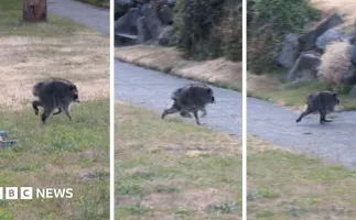 Guaxinim Jimothy vira febre na internet e vira meme