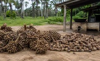 Ministra do MDA visita quebradeiras de coco baba�u no Maranh�o