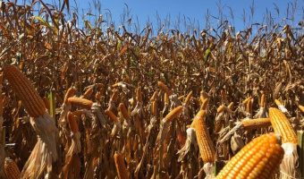 Tempo seco reduz previsão de safra de milho do centro-sul em 5 mi t, diz AgRural