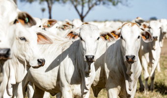 Campanha do Indea para atualizao de estoque de rebanho  prorrogada