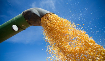 Fator cambial impulsiona leve alta nos preos do milho brasileiro