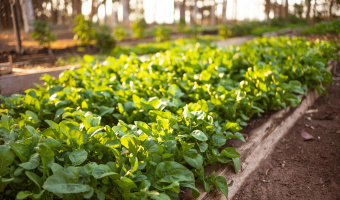 Projetos sustentveis no MT e regio trazem ganhos de at 10% para o agro