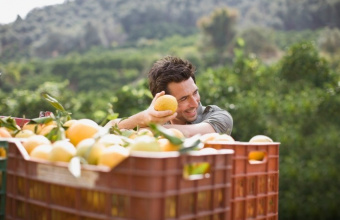 Preos da Laranja Mantidos em Alta por Impactos na Safra Brasileira