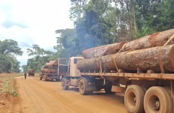 Pol�cia Militar apreende mais de 100m� de madeira ilegal em Feliz Natal