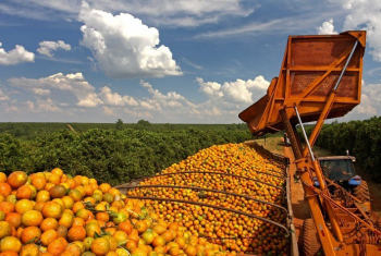 Safra de laranja 2021/22  encerrada com produo total de 262,97 milhes de caixas