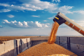 Paraná eleva previsão de 2ª safra de milho e vê recorde; mantém trigo