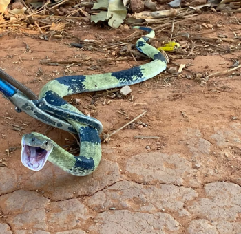 Cobra de coloração rara é resgatada em cozinha do IFMT