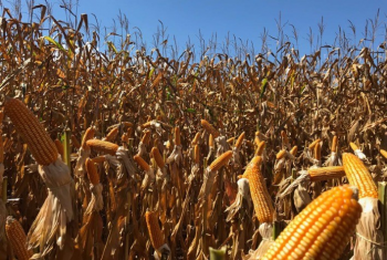Tempo seco reduz previso de safra de milho do centro-sul em 5 mi t, diz AgRural
