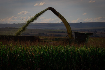 Safra de milho em Mato Grosso tem antecipação histórica da colheita
