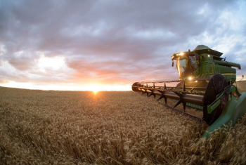 Oferta de trigo deve ganhar incremento no ciclo 24/25