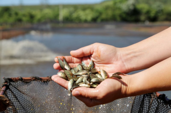 Projeto Lrios do Vale para repovoamento de peixes no Rio Araguaia nasce na regio sul