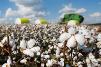 Produo de algodo da China permanece estvel em 27,1 milhes de fardos para 2024/25, indica USDA