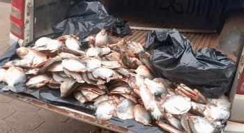 Fiscalizao apreende 45 quilos de pescado e aplica quase R$ 20 mil de multa em Mato Grosso