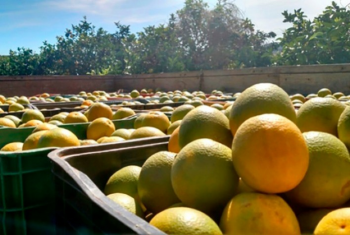 Laranja para indstria alcana recorde de preo histrico