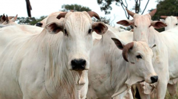 Vacinao contra brucelose em Mato Grosso  prorrogada por falta de vacina