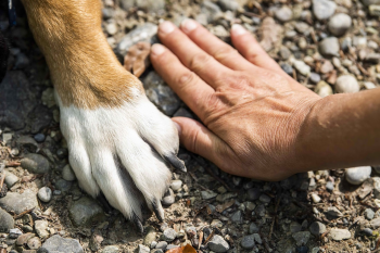 Instituto Ampara Animal promove o projeto PetEsperana