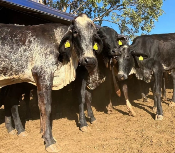 Seaf entrega 60 novilhas prenhes a produtores de Bom Jesus do Araguaia para melhorar rebanho leiteiro de MT