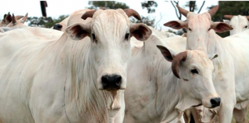 Arroba da vaca gorda em Mato Grosso registra ganho