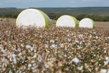 Mercado de Algodo Mantm Preos Firmes em Semana de Negcios Pontuais